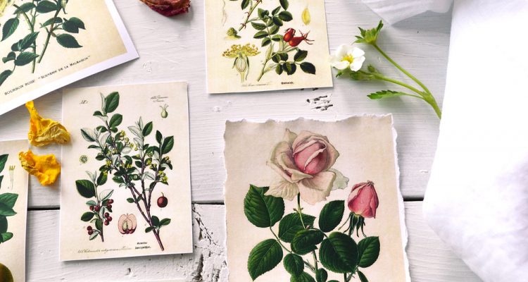 DIY Botanical Labels – with 3 types of borders